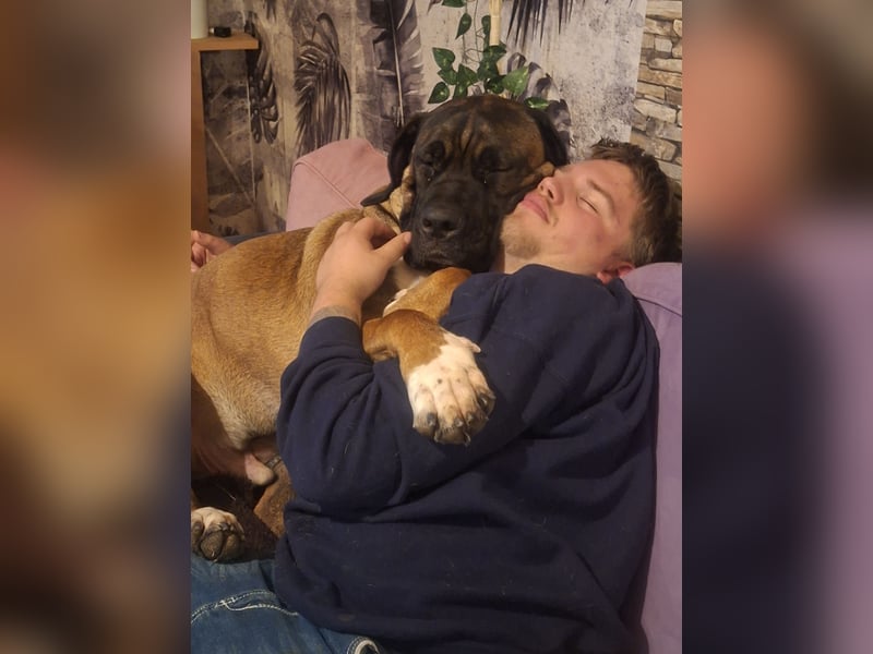 Rhodesian Ridgeback/ Cane Corso Mix