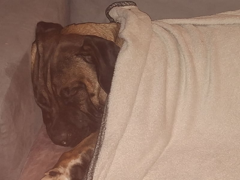 Rhodesian Ridgeback/ Cane Corso Mix