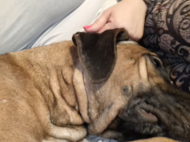 Rhodesian Ridgeback/ Cane Corso Mix