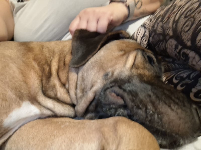 Rhodesian Ridgeback/ Cane Corso Mix