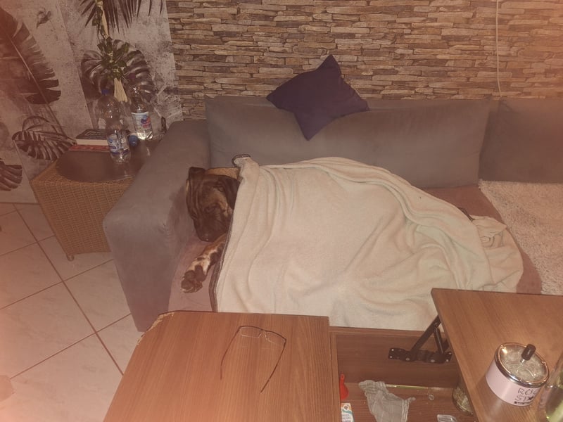 Rhodesian Ridgeback/ Cane Corso Mix