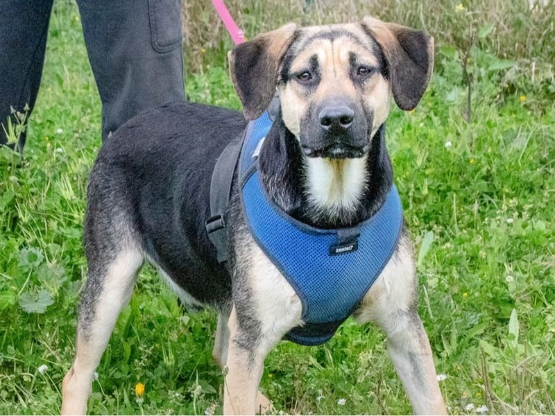 Pluto – ein aufgeweckter Junghund Pluto – ein aufgeweckter Junghund