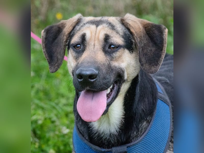 Pluto – ein aufgewecktes Kerlchen