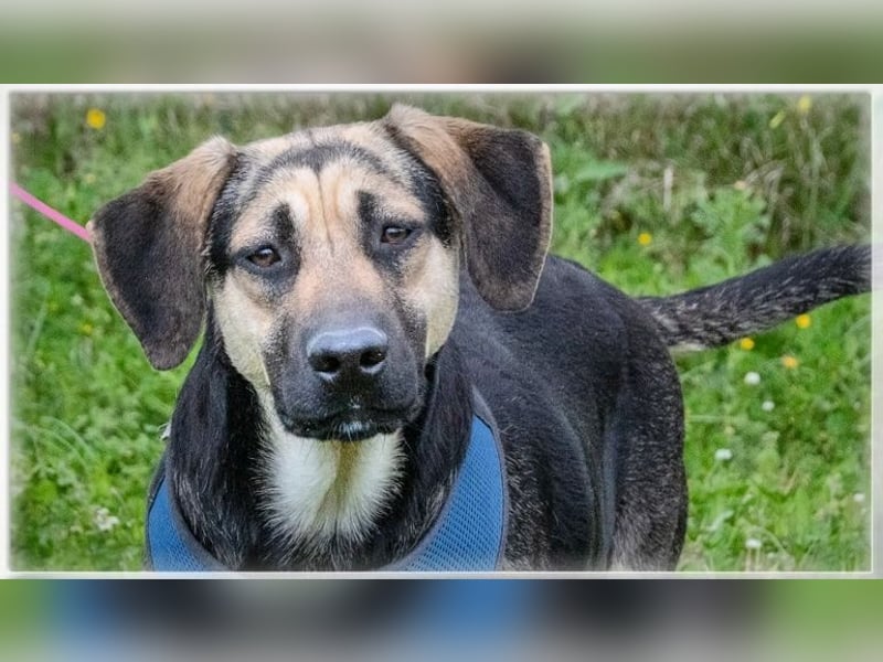 Pluto – ein aufgewecktes Kerlchen