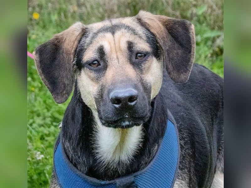 Pluto – ein aufgeweckter Junghund