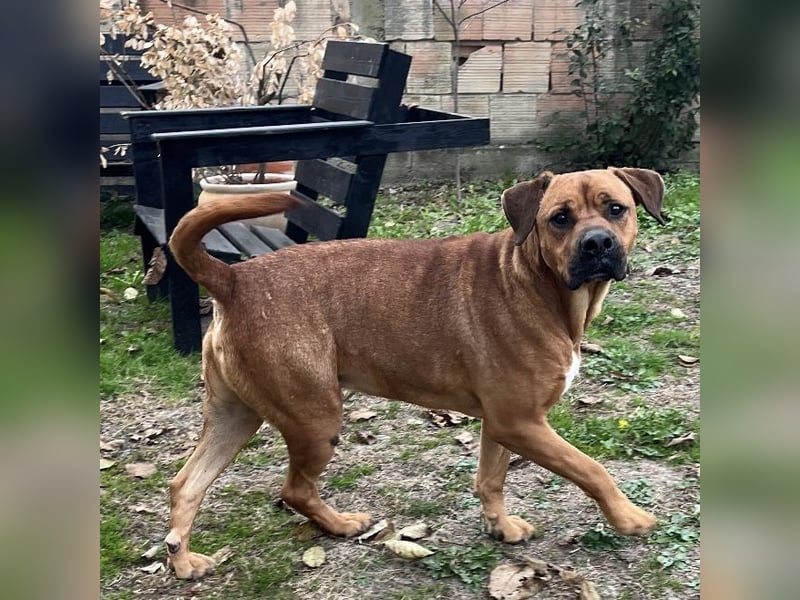 King ein wundervoller Bub