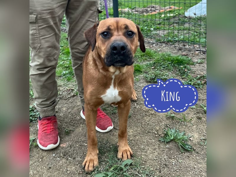 King ein wundervoller Bub