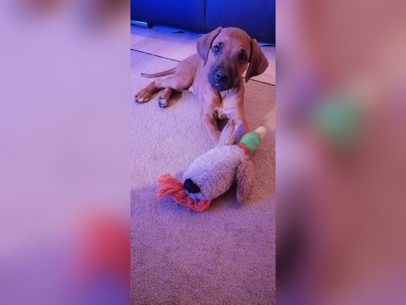 Rhodesian Ridgeback Welpen