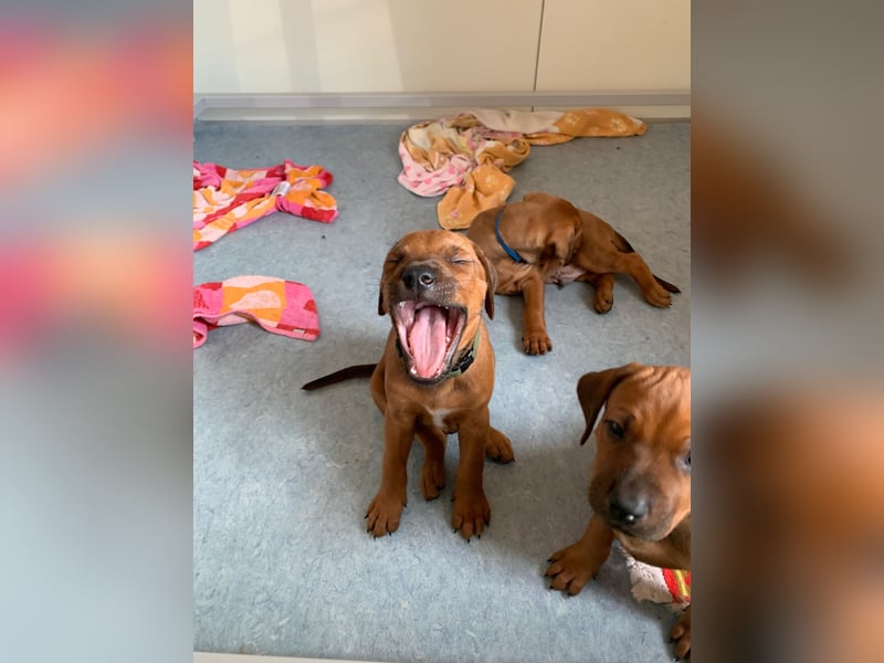 Rhodesian Ridgeback Welpen
