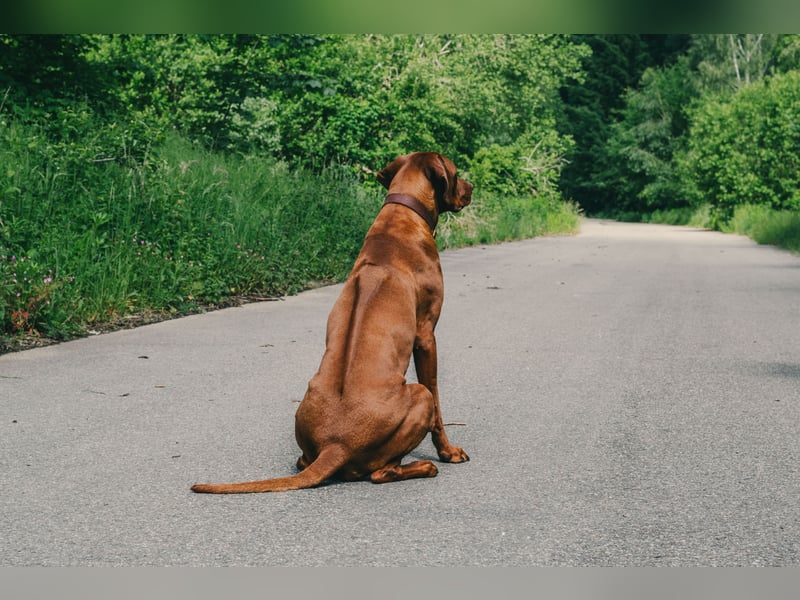 Rhodesian Ridgeback Welpen