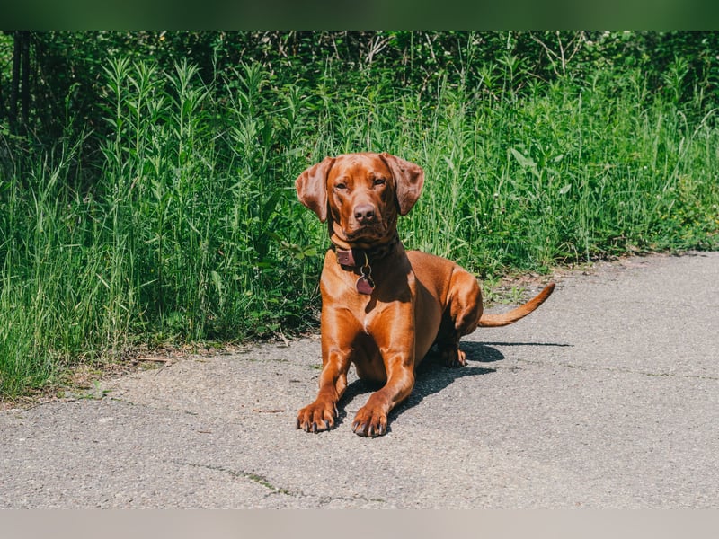 Rhodesian Ridgeback Welpen