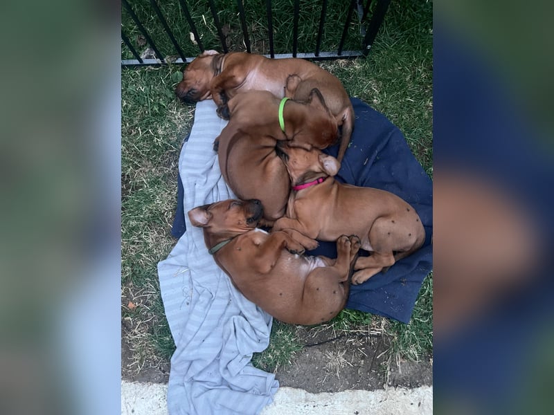 Rhodesian Ridgeback Welpen
