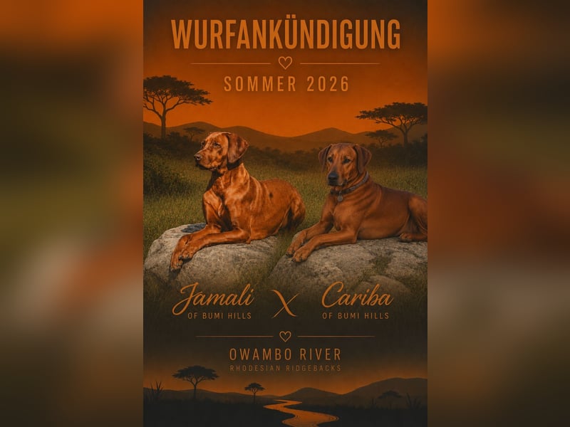 Rhodesian Ridgeback Welpen