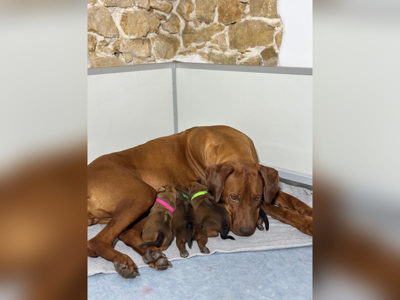 Rhodesian Ridgeback Welpen