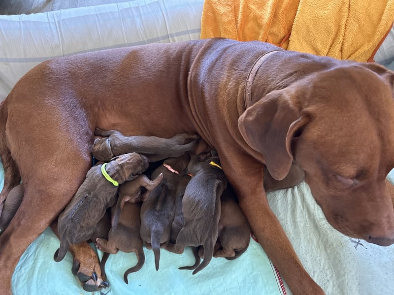 Rhodesian Ridgeback Welpen *livernose* 19./20.Mai2025