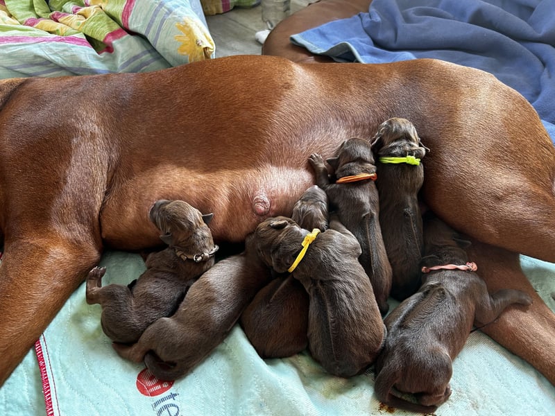 Rhodesian Ridgeback Welpen *livernose* 19./20.Mai2025