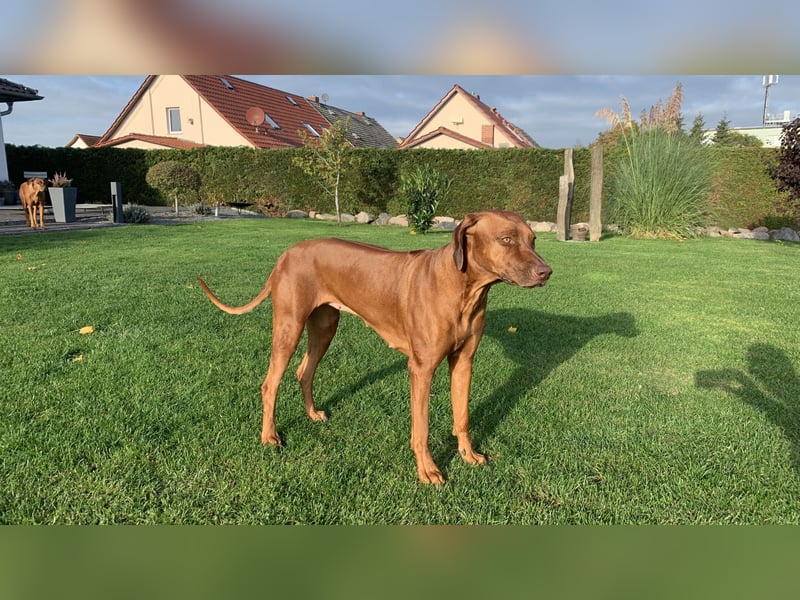 Wurfplanung Frühjahr 26