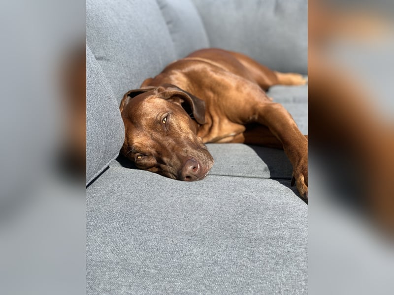 Wurfplanung Frühjahr 26