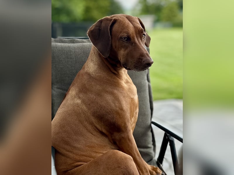 Wurfplanung Frühjahr 26