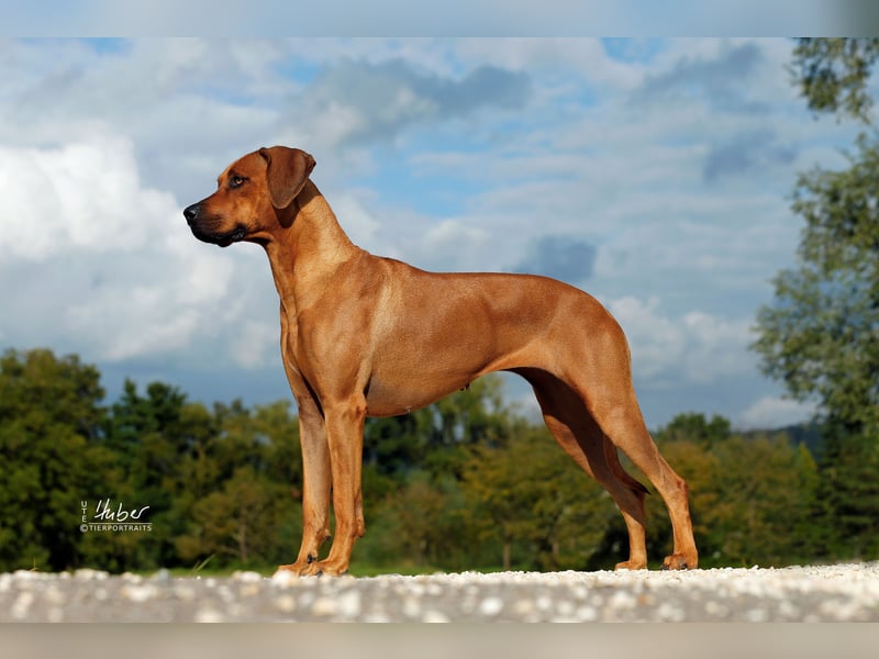 Rhodesian Ridgeback Welpen