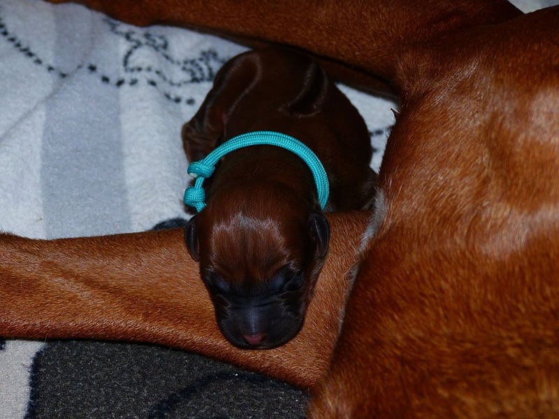 Die Welpen sind geboren, Rhodesian Ridgeback Wurfankündigung