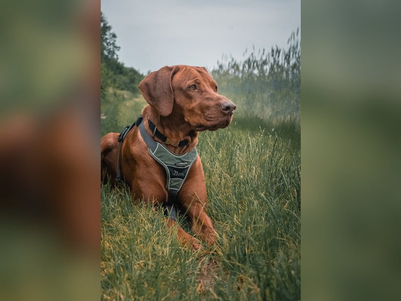 Die Welpen sind geboren, Rhodesian Ridgeback Wurfankündigung