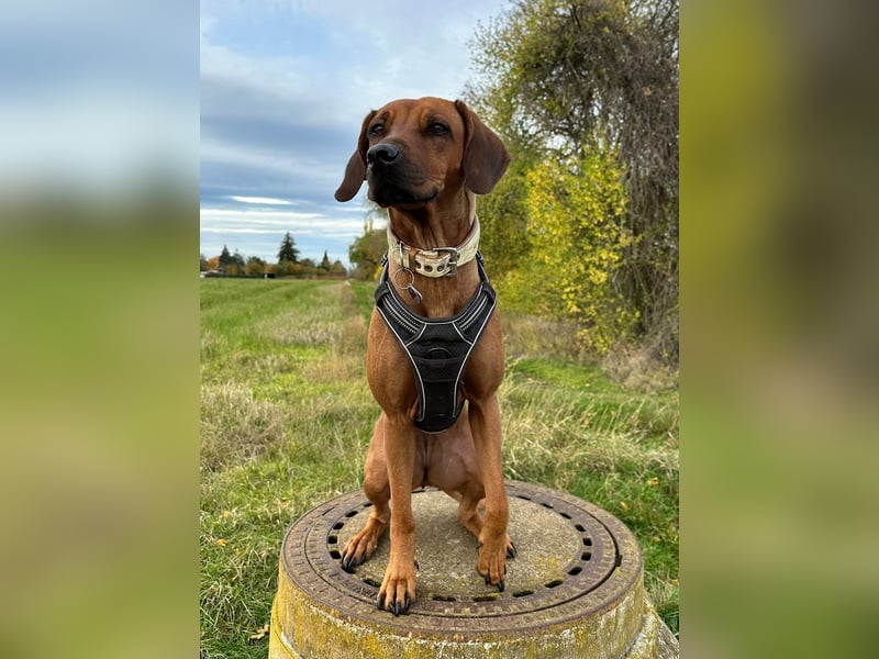 Rhodesian Ridgeback Wurfankündigung