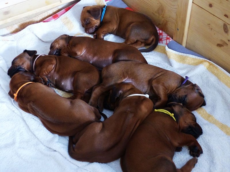 Diese süßen Wonneproppen ( Rüden ) sind noch auf der Suche nach ihren lieben Menschen