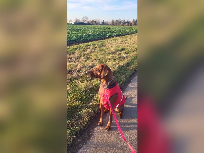 Rhodesian Ridgeback Wurfankündigung