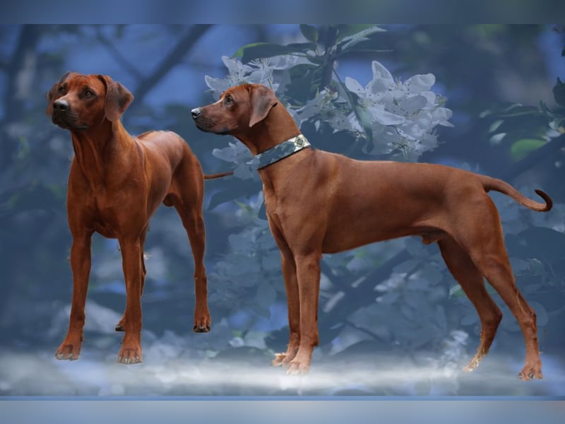 Rhodesian Ridgeback Wurfankündigung
