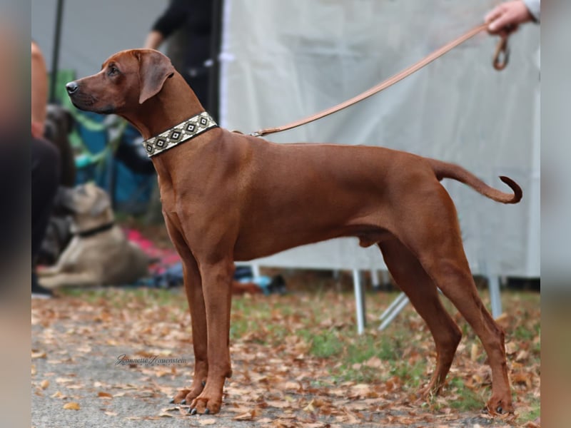 Rhodesian Ridgeback Wurfankündigung
