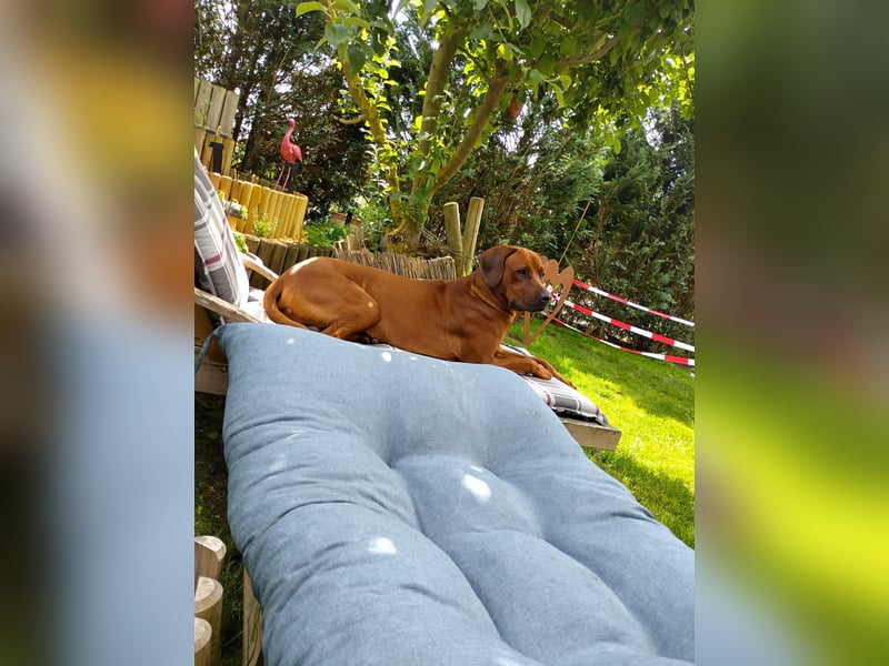 Rhodesian Ridgeback Wurfankündigung