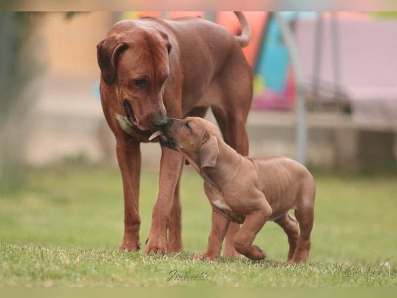 Rhodesian Ridgeback Wurfankündigung