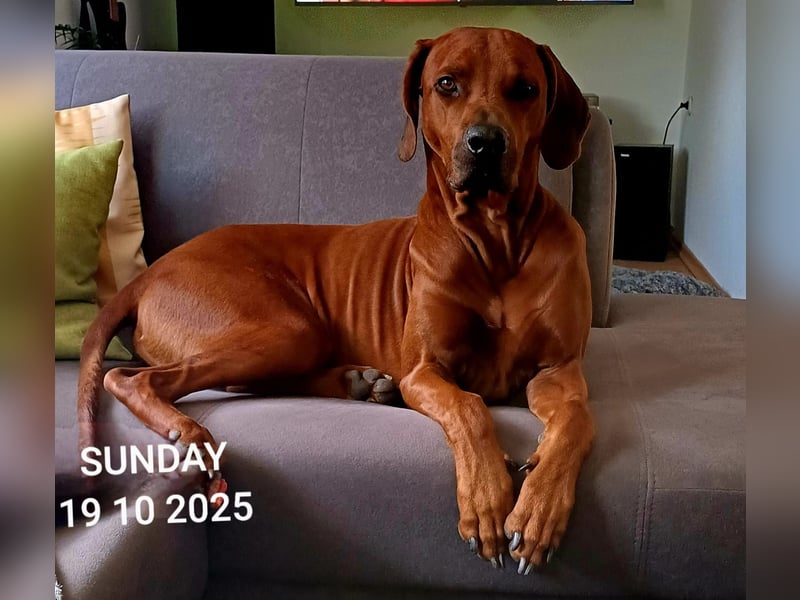Die Welpen sind geboren, Rhodesian Ridgeback Wurfankündigung