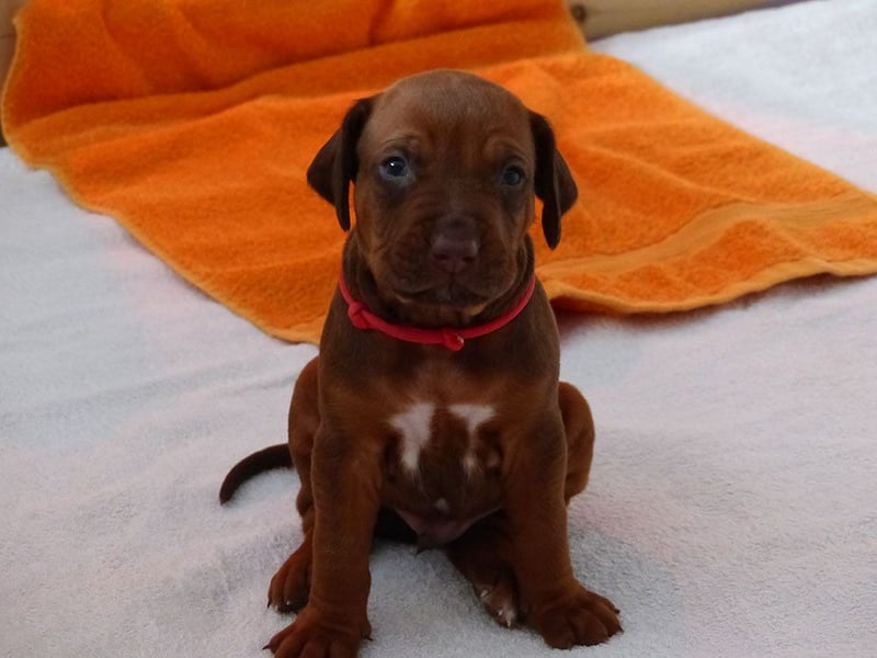 Diese süßen Wonneproppen ( Rüden ) sind noch auf der Suche nach ihren lieben Menschen