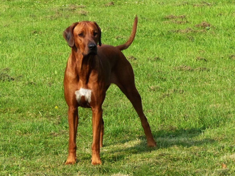 Rhodesian Ridgeback Wurfankündigung