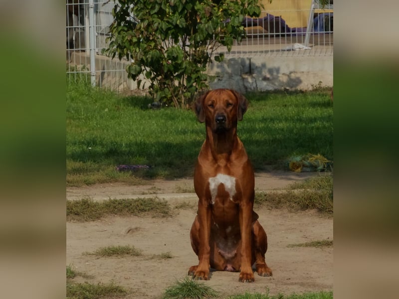 Rhodesian Ridgeback Wurfankündigung