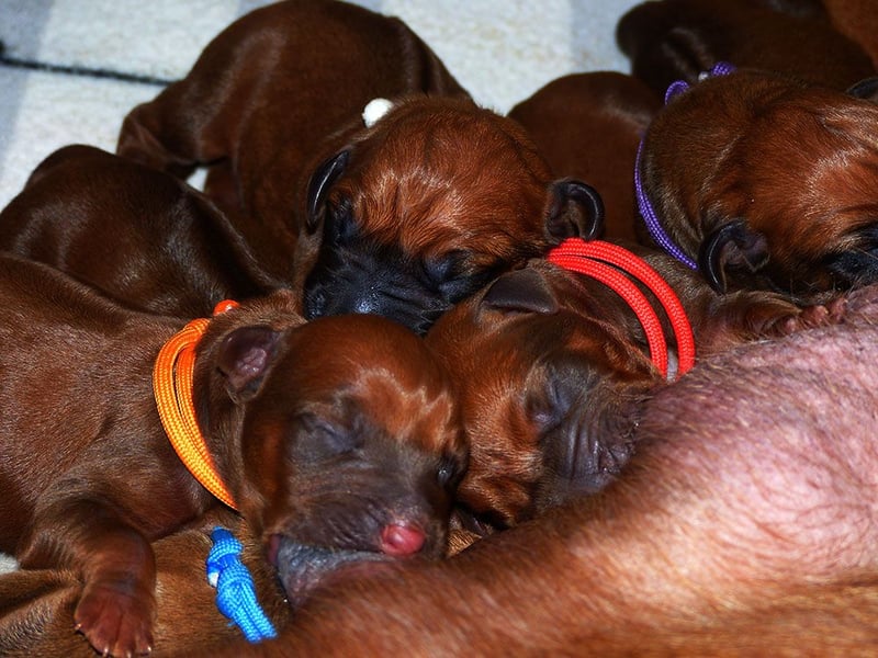 Die Welpen sind geboren, Rhodesian Ridgeback Wurfankündigung