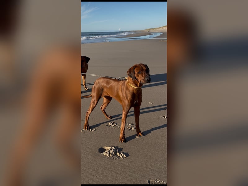 Rhodesian Ridgeback Wurfankündigung