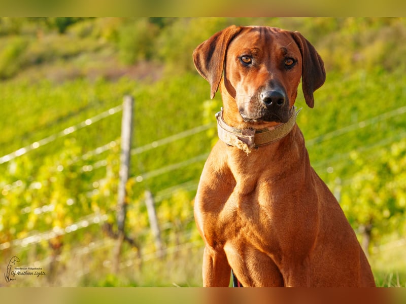 Outcrossverpaarung - Rhodesian Ridgeback Welpen aus liebevoller Familienaufzucht - Wurfankündigung