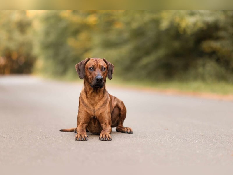 Outcrossverpaarung - Rhodesian Ridgeback Welpen aus liebevoller Familienaufzucht - Wurfankündigung