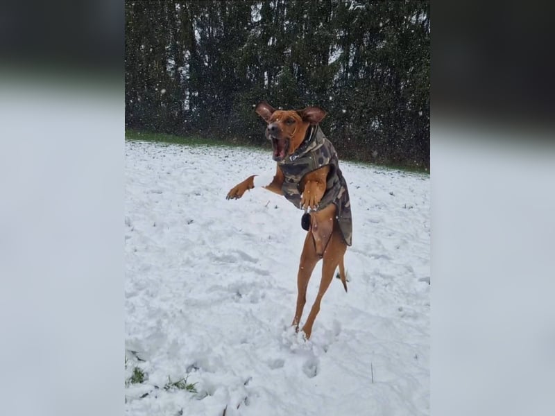 Outcrossverpaarung - Rhodesian Ridgeback Welpen aus liebevoller Familienaufzucht - Wurfankündigung