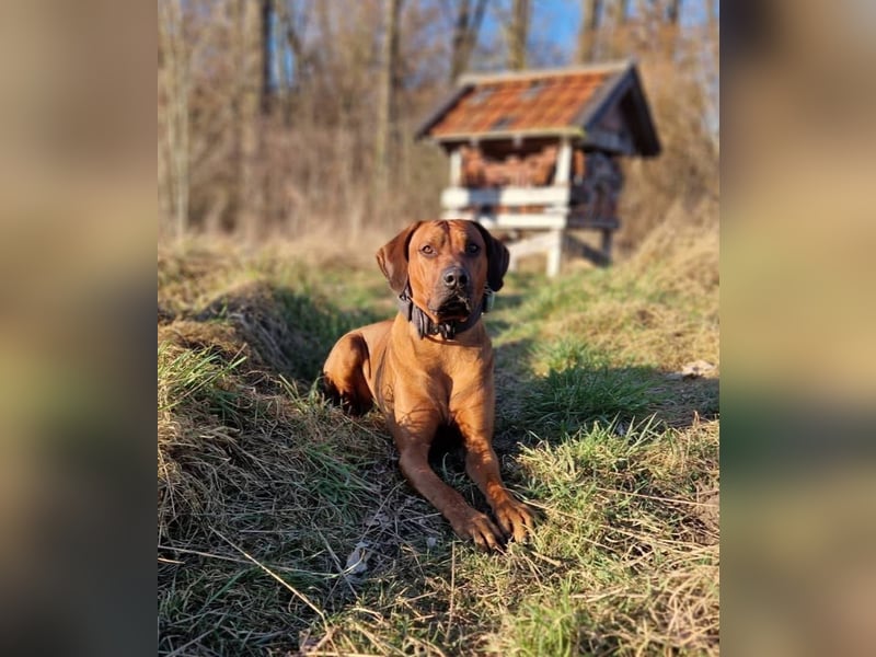 Outcrossverpaarung - Rhodesian Ridgeback Welpen aus liebevoller Familienaufzucht - Wurfankündigung