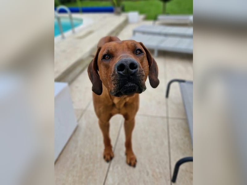 Outcrossverpaarung - Rhodesian Ridgeback Welpen aus liebevoller Familienaufzucht - Wurfankündigung