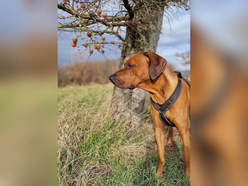Outcrossverpaarung - Rhodesian Ridgeback Welpen aus liebevoller Familienaufzucht - Wurfankündigung