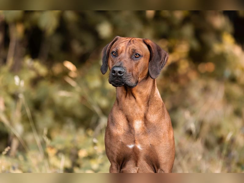 Outcrossverpaarung - Rhodesian Ridgeback Welpen aus liebevoller Familienaufzucht - Wurfankündigung