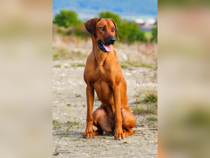 Outcrossverpaarung - Rhodesian Ridgeback Welpen aus liebevoller Familienaufzucht - Wurfankündigung