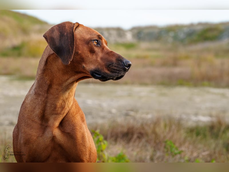 Outcrossverpaarung - Rhodesian Ridgeback Welpen aus liebevoller Familienaufzucht - Wurfankündigung