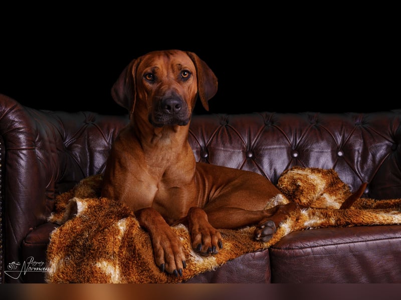 Outcrossverpaarung - Rhodesian Ridgeback Welpen aus liebevoller Familienaufzucht - Wurfankündigung