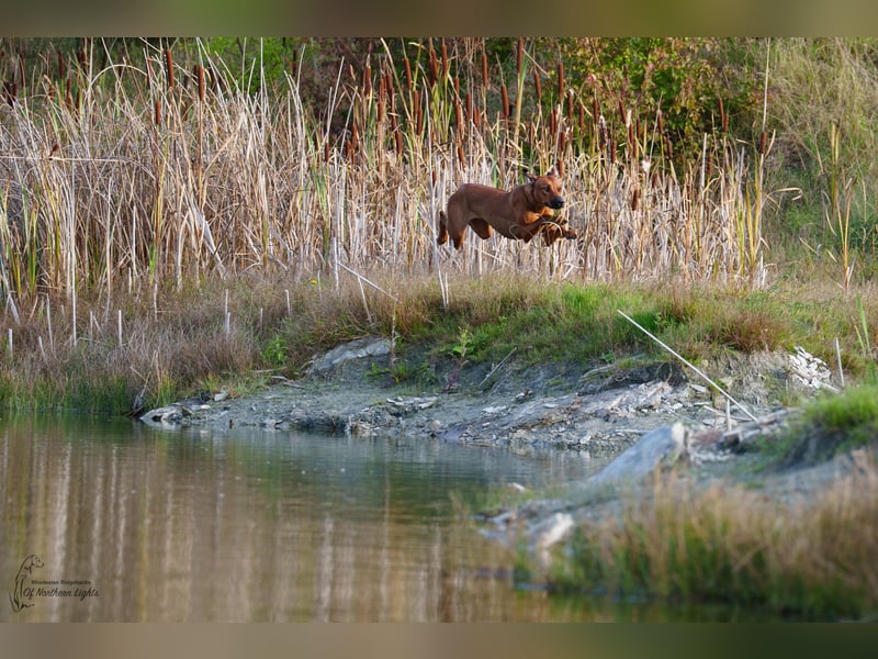 Outcrossverpaarung - Rhodesian Ridgeback Welpen aus liebevoller Familienaufzucht - Wurfankündigung
